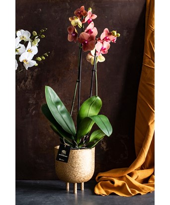 Turuncu Çift Dallı Phalaenopsis Surf Song Orkide